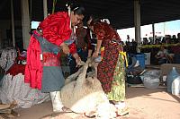 Navajo Sheep Butchering Contest-02