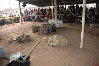 Navajo Sheep Butchering Contest-05