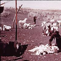 Navajo Man Shearing Sheep for Wool